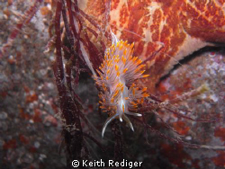 Opalescent Nudibranch, 

Maple Bay , Vancouver Island by Keith Rediger 